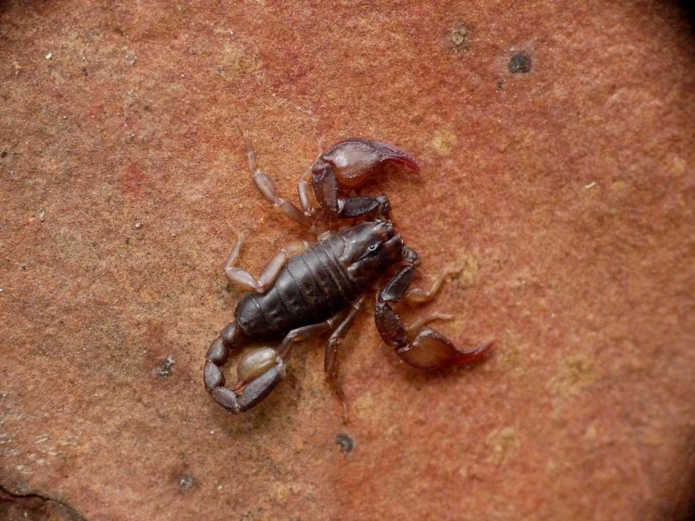 Euscorpius concinnus sotto la corteccia